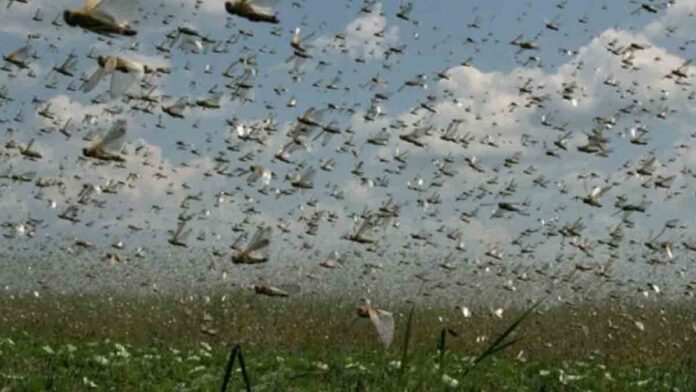 Nube de langostas llega hasta Argentina