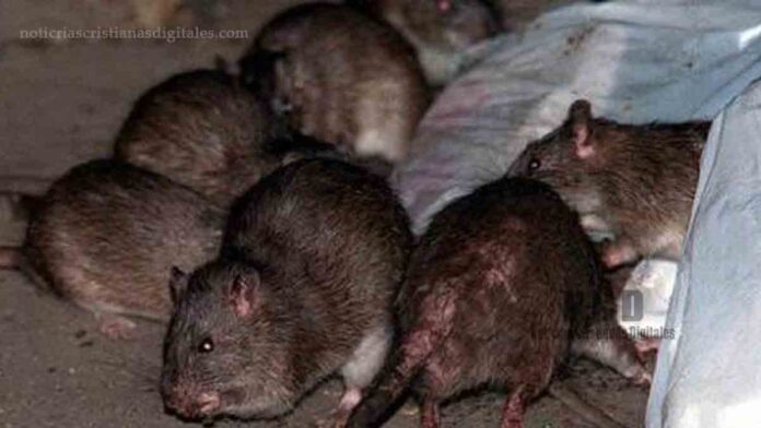 Plaga de ratas preocupa a El Salvador